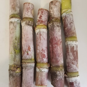 5 Fresh Cuttings Sugarcane (Saccharum Officinarum) 2-3 Nodes Each Cutting For Planting