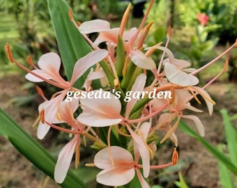 1 Rhizome Coral Peach Butterfly Ginger Lily(Hedychium Ginger Lily) Not Plant Rhizome Only