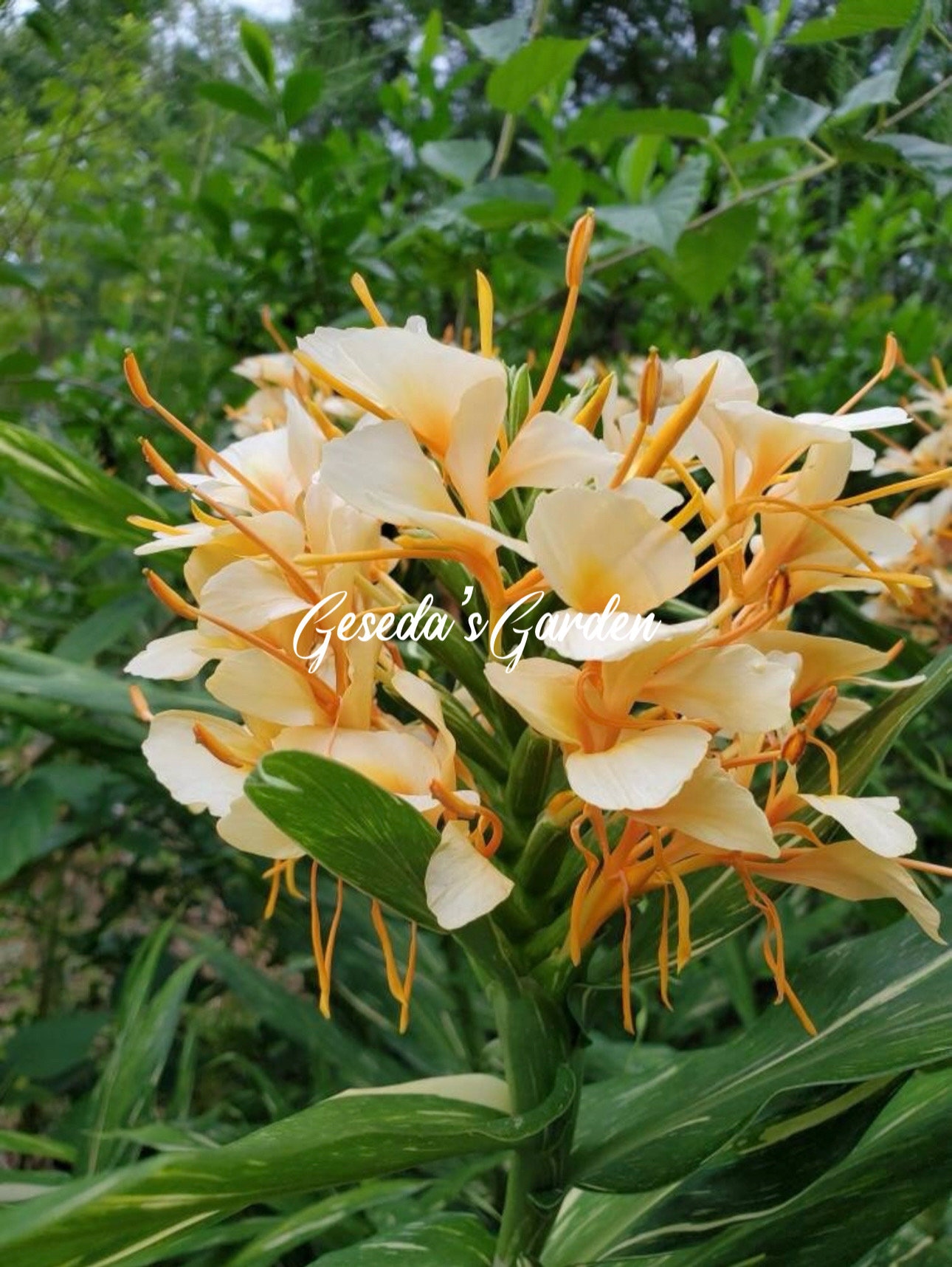 1 Rhizome 'tahitian Flame' Variegated Ginger Butterfly Lily