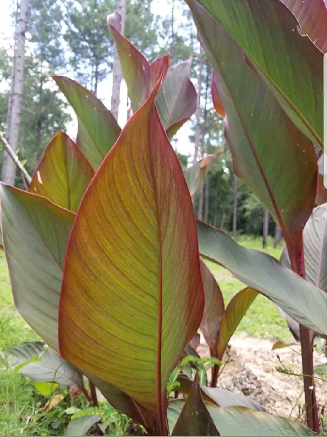 3 Rhizomes Canna Indica Russian Red Canna Lily Rhizomes Not