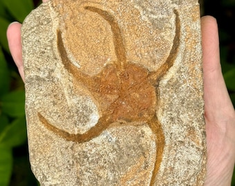 Fósil de estrella frágil en matriz de Marruecos / Ejemplar n.º 2