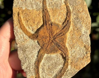 Fósil de estrella frágil en matriz de Marruecos / Ejemplar n.º 4