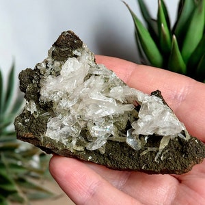 Puede incluir: Un cúmulo de cristales transparentes y translúcidos sobre una matriz verde oscuro, similar al musgo. Los cristales son afilados y puntiagudos, con un ligero brillo iridiscente.