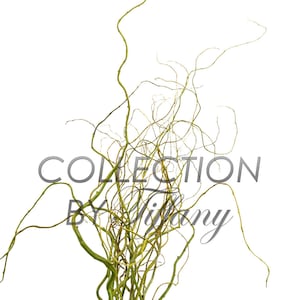 Fresh Curly Willow (Sell in Single Bunch)