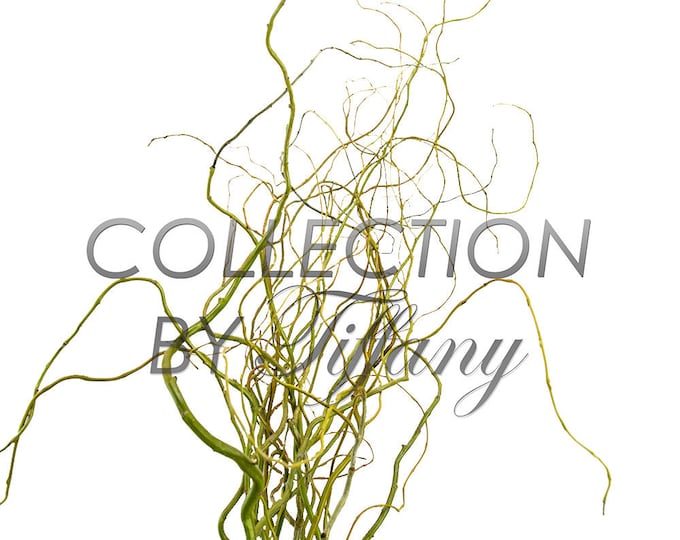 Fresh Curly Willow (Sell in Single Bunch)