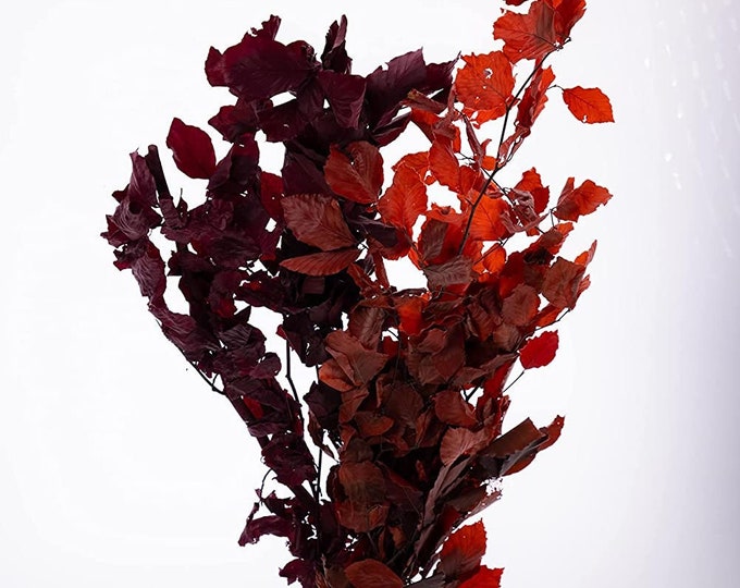 Dried Cooper Beech | Preserved Cooper Beech l  Dried Fall Leaves for Home Decor (Approximately 28" tall)