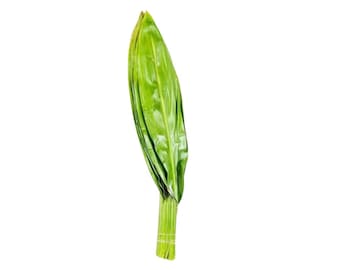 Fresh Ti Leaf Large Bunch | Grown in California USA (Bunch Of 10)