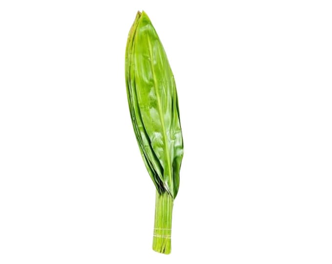 Fresh Ti Leaf Large Bunch | Grown in California USA (Bunch Of 10)