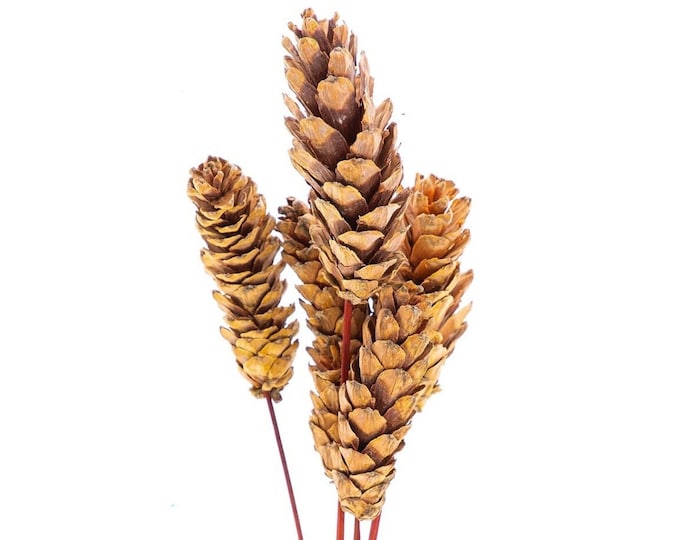 Preserved Strobus Cones | Dried Strobus Cones (approx. 24" tall)