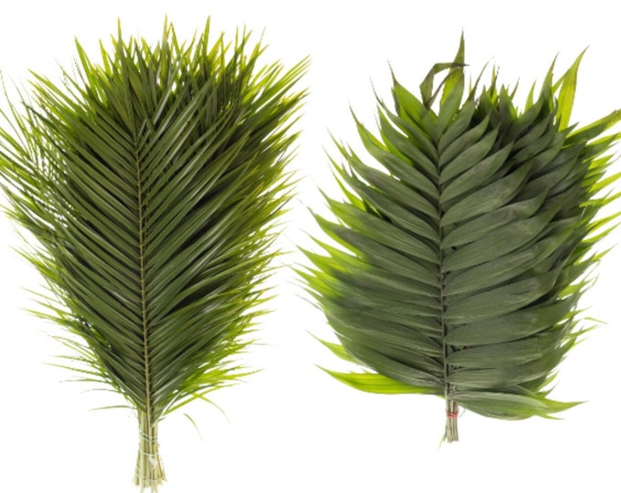 Fresh Cut Palm Leaves | Fresh Palm Leaves for Wedding l  Fresh Palm Leaves or Home Decor (Emerald 10 stems/bunch) (Robellini 20 stems/bunch)