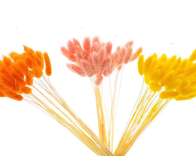 Preserved Bunny Tails | Dried Bunny Tails Grass (Preserved Bunny Tails Color Regular) (Sell in Single Bunch) (20")