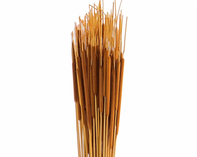 Dried Natural Cattails | 100 Stems Bundle | Indoor Decor (20"-25" Tall) (100 Stems)