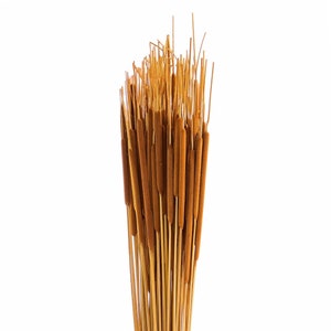 Dried Natural Cattails | 100 Stems Bundle | Indoor Decor (20&quot;-25&quot; Tall) (100 Stems)