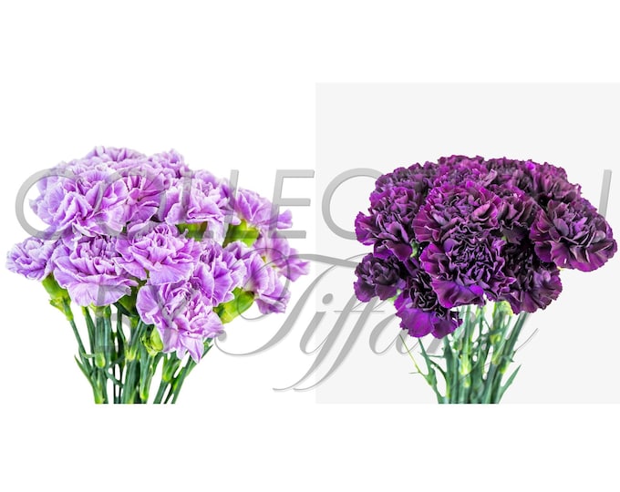 Moon Series Carnation| Fresh Cut Flowers (20 Stems/Bunch)