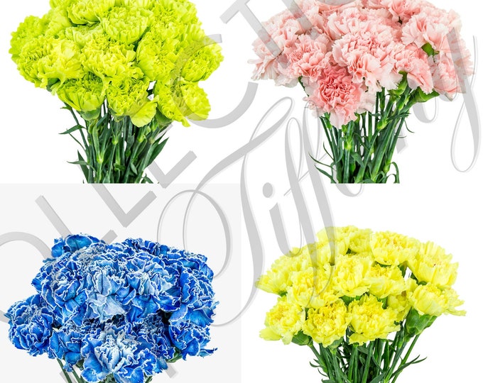 Fresh Fancy Carnation| Fresh Cut Flowers (25 Stems/Bunch)