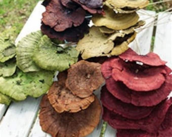 Dried Sponge Mushroom | Assorted Colors 11"-12" (Sell In Pack Of 6 Stems)