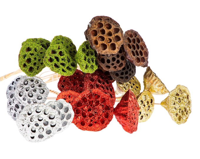 Lotus Pods on Stems - Medium (3") - 6 Pieces 15 - 20" Tall
