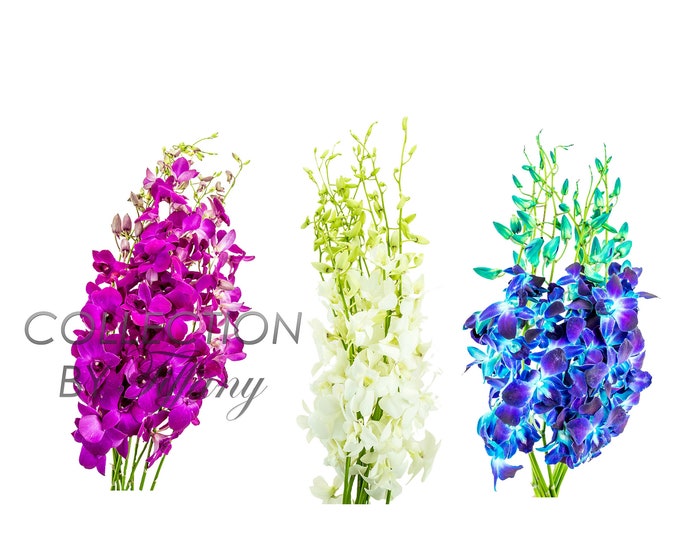 FRESH Dendrobium Orchid Bunch | White, Blue or Puple (10 Stems / Bunch)