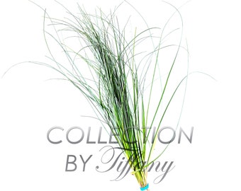 Fresh Bear Grass for Vase Filler Green Arrangement Bouquet (Sell By Bunch)