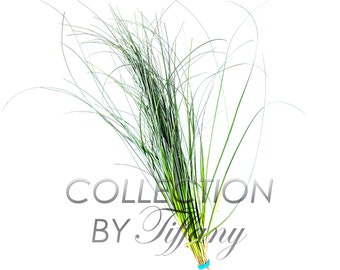 Fresh Bear Grass for Vase Filler Green Arrangement Bouquet (Sell By Bunch)