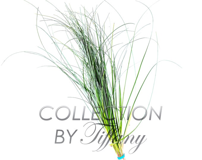 Fresh Bear Grass for Vase Filler Green Arrangement Bouquet (Sell By Bunch)