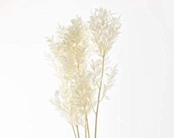 White Bleached Italian Ruscus | Preserved Italian Ruscus (White, 28-32inch Tall) (Sell By Single Bunch)