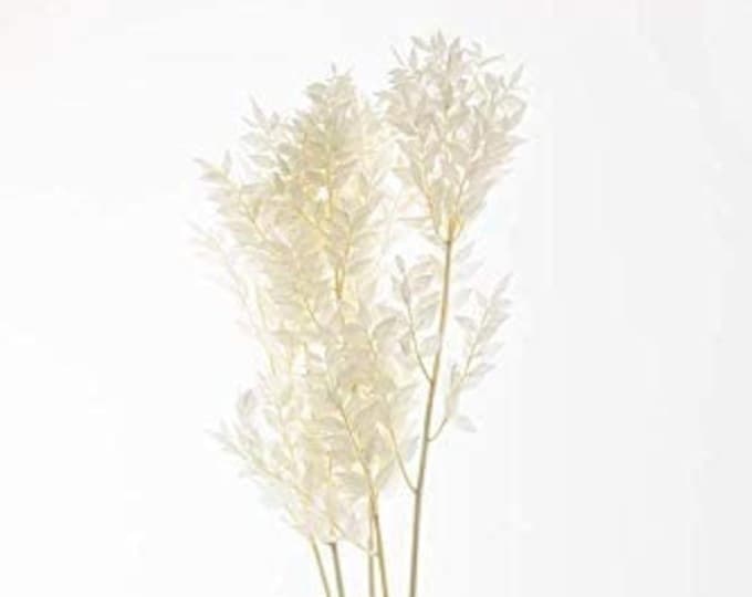 White Bleached Italian Ruscus | Preserved Italian Ruscus (White, 28-32inch Tall) (Sell By Single Bunch)