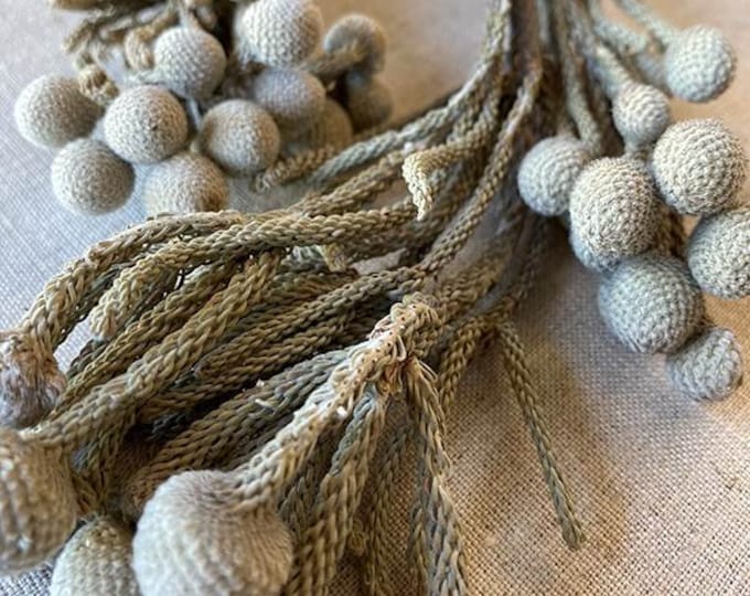 Dried Silver Brunia Bundle (Sell In Single Bunch)