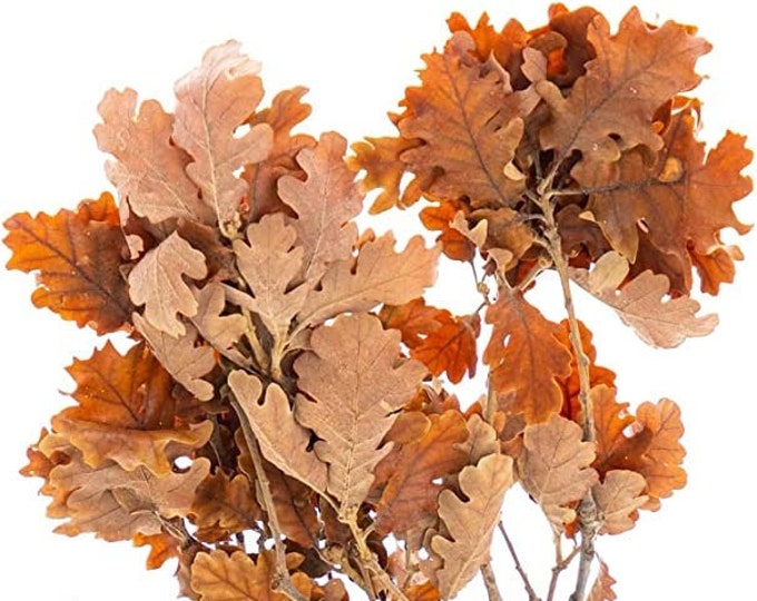 Preserved Rainbow Oak for Fall | Dried Rainbow Oak (27" tall)
