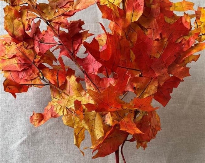 Transparent Oak Leaves | Autumn, Harvestone, OR Bleached Oak Leaves (Sell by Single Bunch)