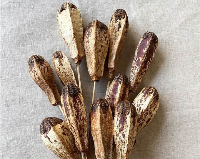 Dried Mahogany Natural Pods on 12" stems (Bunch of 10)