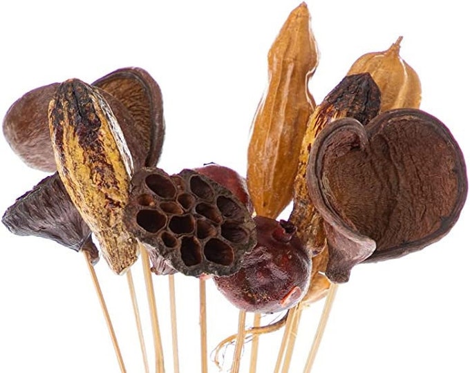 Preserved Super Pod Assortment Polished for any Event Decoration | Dried Super Pod Assortments (21" tall)