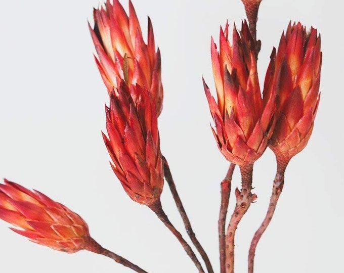 Dried Protea | Protea Repens Natural (Sell In Bunch Of 6 Stems)