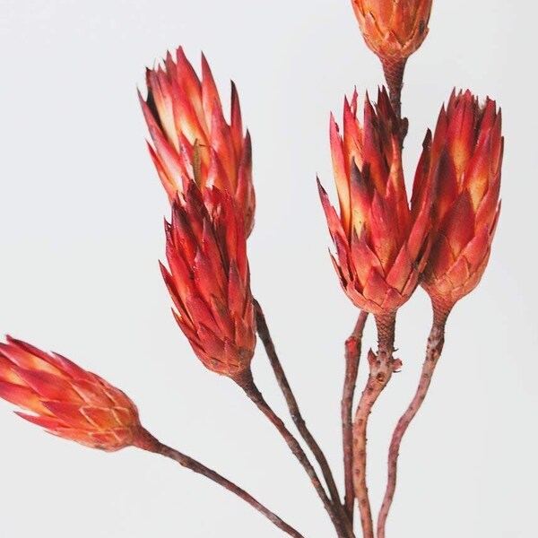 Dried Protea | Protea Repens Natural (Sell In Bunch Of 6 Stems)