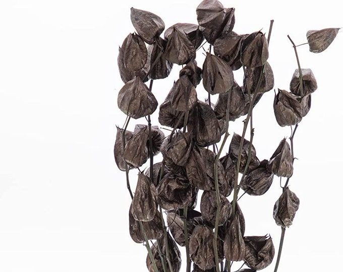 Preserved Physalis Black for Halloween or any Event Decoration (27" tall x 6"wide)