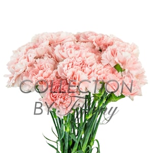 Fresh Fancy Carnation| Fresh Cut Flowers (25 Stems/Bunch)