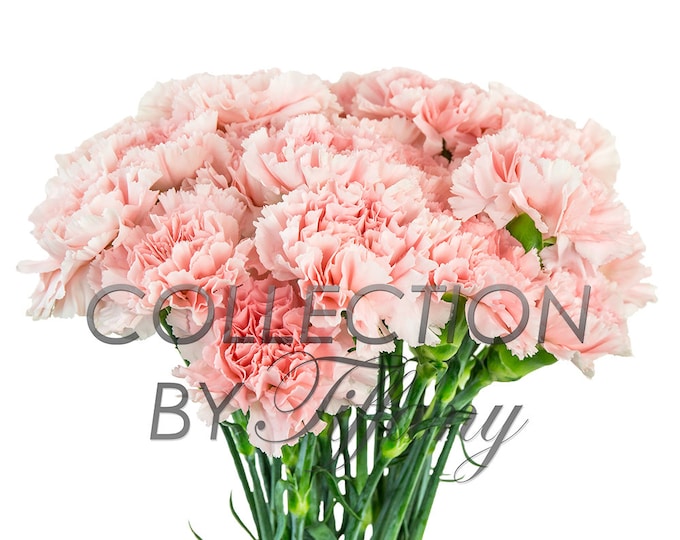 Fresh Fancy Carnation| Fresh Cut Flowers (25 Stems/Bunch)