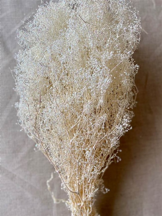 Dried Stardust Gyp (Bleached OR White Sparkle)