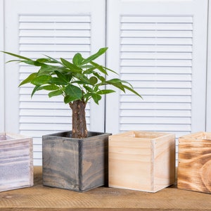 May include: Four wooden planter boxes, two are light brown, one is gray, and one is white. A small green plant is in the gray planter box.