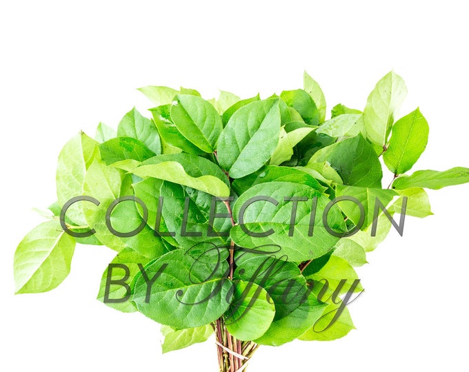 Fresh Lemon Leaf (Salal) | Large Bunch Long Lasting (Sell By Bunch)