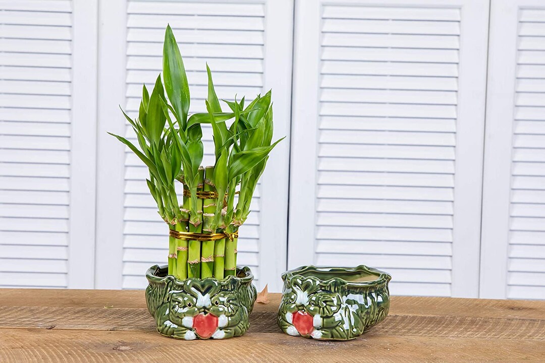 Lucky Bamboo Planter Decorative Pot for Lucky Bamboo Etsy