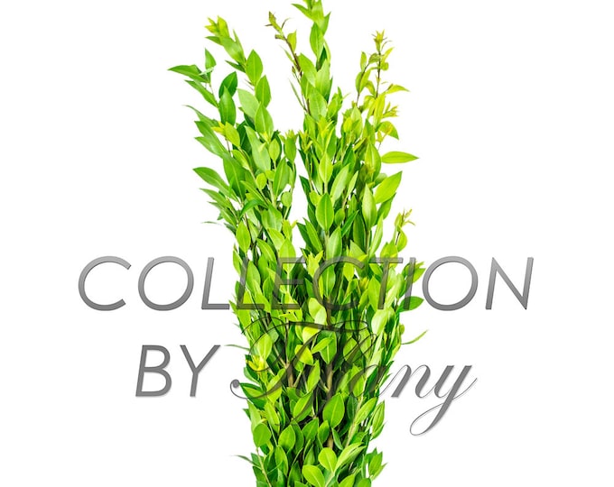Fresh Myrtle for Garland, Floral Arrangement | Long Lasting (Sell By Bunch)