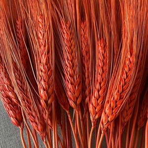 K&ouml;nnte beinhalten: Nahaufnahme eines B&uuml;ndels getrockneter Weizen&auml;hren, gef&auml;rbt in einem leuchtenden Orange-Rot. Die Weizenk&ouml;pfe sind detailliert, mit sichtbaren K&ouml;rnern und langen, d&uuml;nnen Grannen. Die Stiele sind eng beieinander, wodurch eine strukturierte, nat&uuml;rliche Darstellung entsteht. Ideal f&uuml;r die Inneneinrichtung.