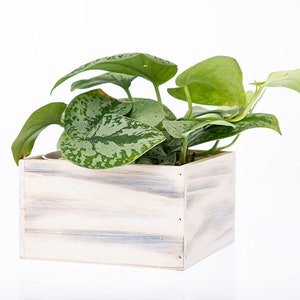 May include: A potted silver vine plant with variegated green leaves in a white wooden planter box.