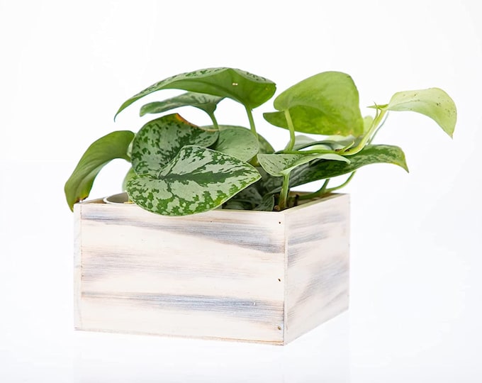 Wooden Planter Box l Rustic Wooden Boxes with attached Plastic Liner (Sell in Set of 2) (8"x 4"x 4" OR 7"x 7"x 4" OR 9"x 9"x 4")