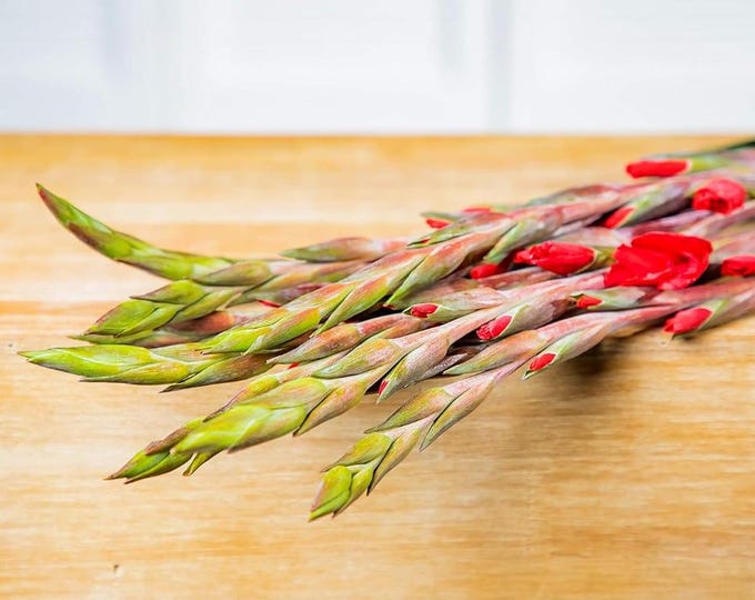 Fresh Red Gladiolus Stems, Lunar New Year Decor (10 stems, 40" Tall)