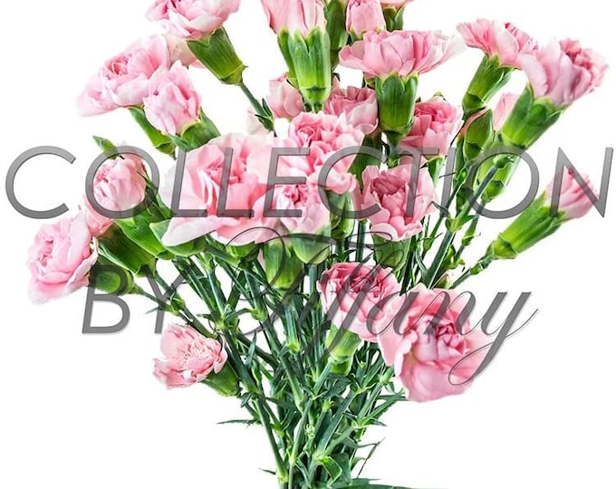 Fresh Mini Carnation| Fresh Cut Flowers (10 Stems/Bunch)