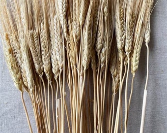 May include: A bundle of dried wheat stalks, featuring long, slender stems and golden-brown seed heads. The wheat has a natural, rustic appearance, perfect for home decor or crafting. The image is a close-up, highlighting the texture and detail of the wheat.
