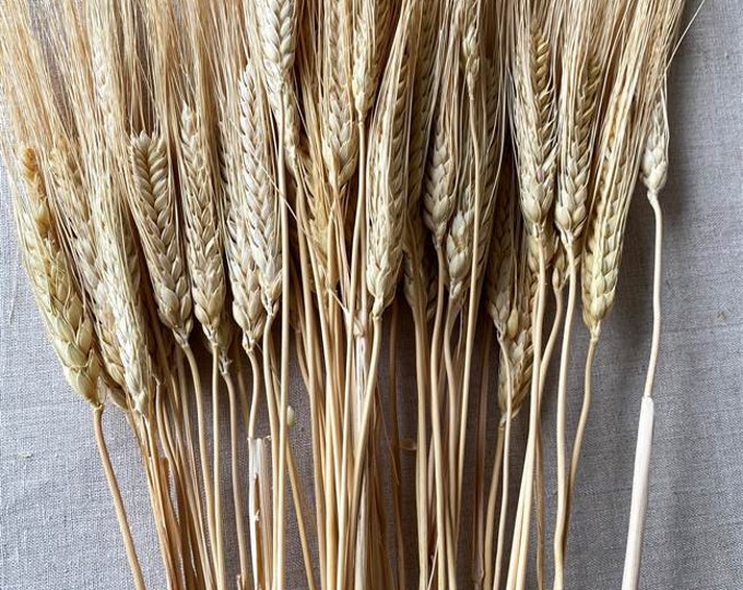 Dried Wheat Bunch - 8oz | Natural or Blackbeard or Bleached or Rust wheat bunch (sell in SINGLE bunch)