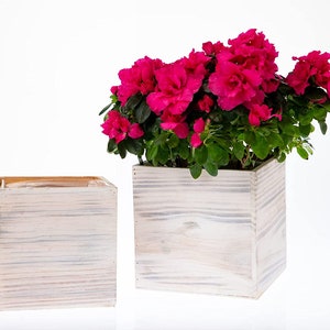 May include: A pink azalea plant in a white wooden square planter. The planter has a rustic, distressed look.